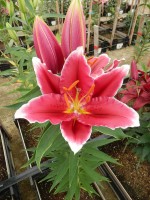 [4269 Metropolitan No02.JPG]